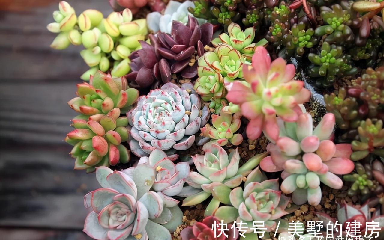 这6种花就得“懒养”,要“多光照、多通风、少浇水”,才长得旺
