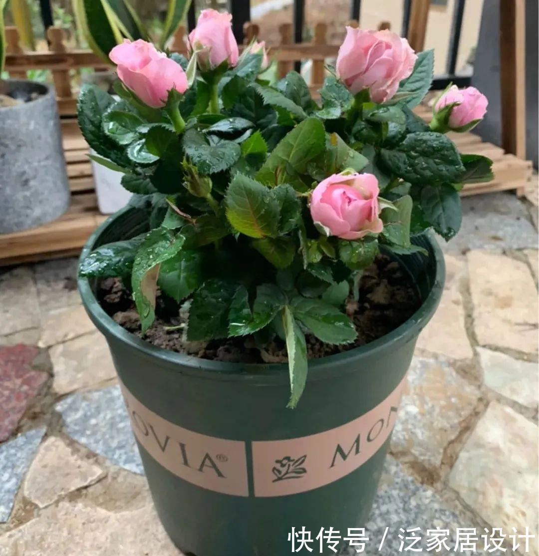 养花技巧:冬天最娇气的9种花,不要随便买,养不活浪费钱