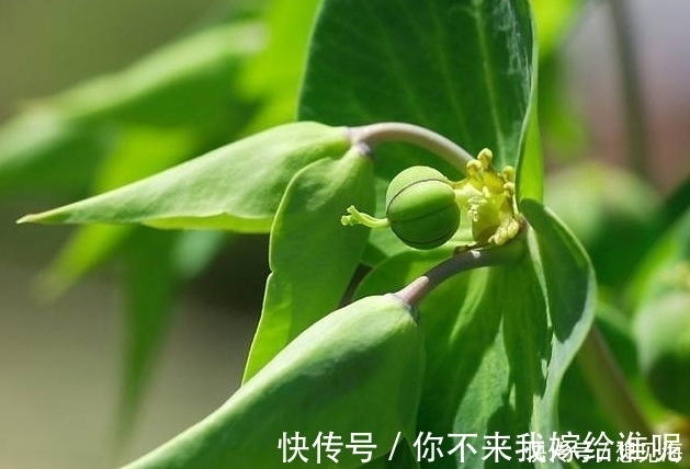 浸提液|农村一种叫不出名的野草，植株乳汁能逐水消肿、破症杀虫、镇痛等