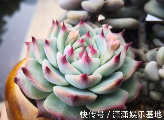 多肉|适合新手养的9种多肉，叶片沾土就活，轻松长爆盆，状态非常美