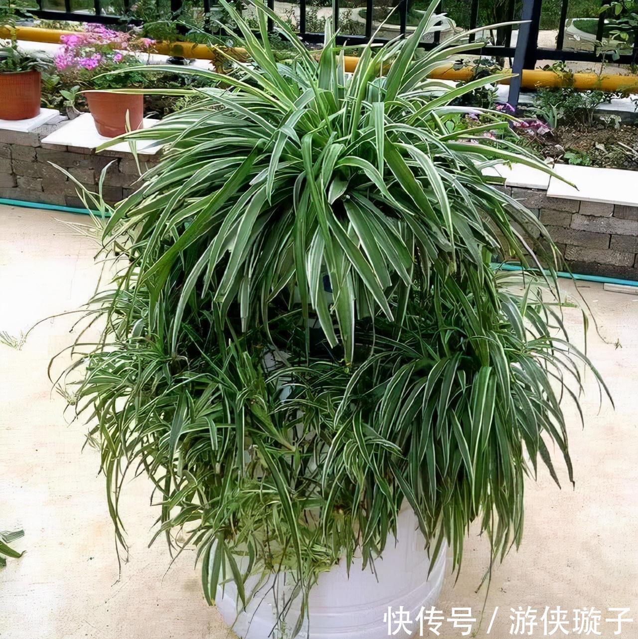 冬季|吊兰的冬季养护,有2点要注意,叶更绿更多更美观、郁郁葱葱