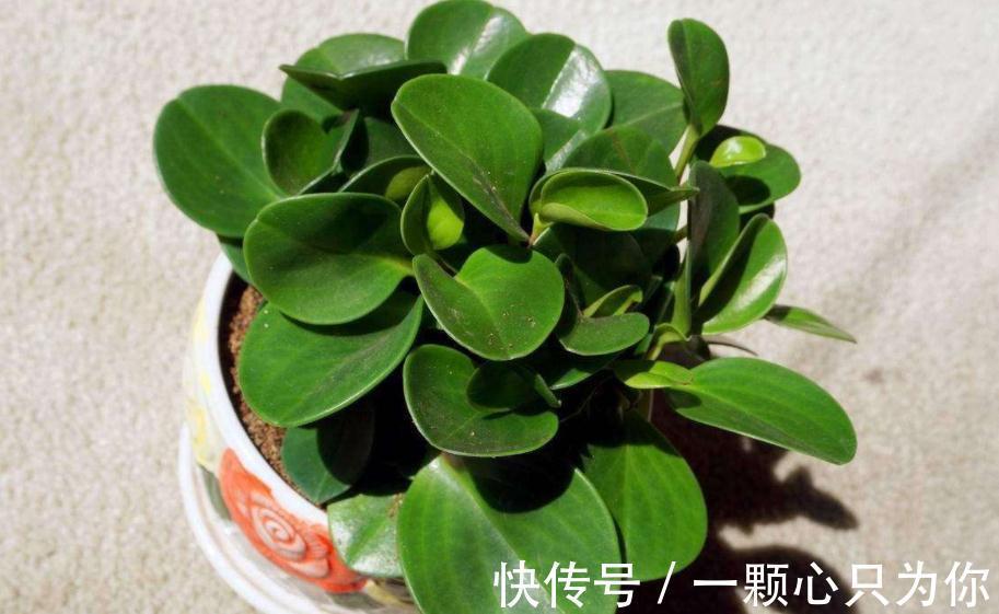 这3种植物不怕冻，天冷室内盆栽枝叶翠绿有光泽，状态好极了！