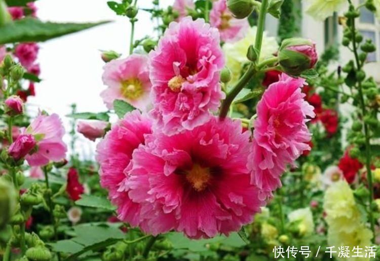 新手|7月就养3种花，耐热又耐旱，懒人新手都能养得好，开花不断
