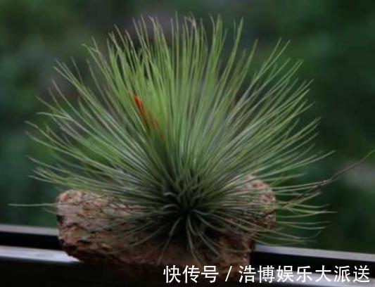 四季|2种“放养花”，不用土、不浇水，一点“空气”就活，四季都赏花