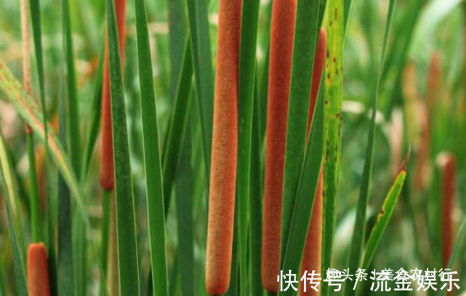 好药材|河边一种像“香肠”的野草,小孩常摘去玩,殊不知珍贵是好药材