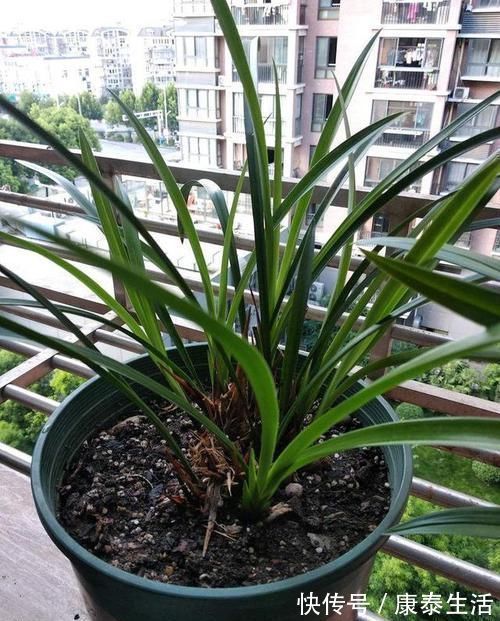 兰花长的慢不开花？这是休眠期，做好这几步，秋天一到花苞冒不停