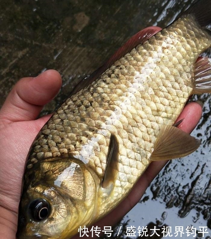 四川钓鱼人钓起“水库鲫鱼王”，重5斤，网友：并不好吃