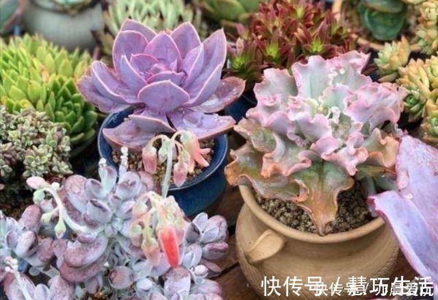 多肉植物,叶子软趴趴的是怎么回事?检查这3个方面