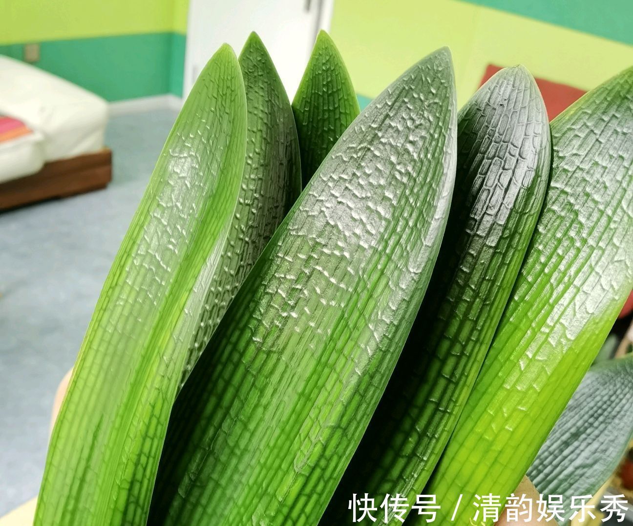 侧芽|君子兰心叶腐烂一年了还不长新芽怎么办?不砍头憋群兰更待何时