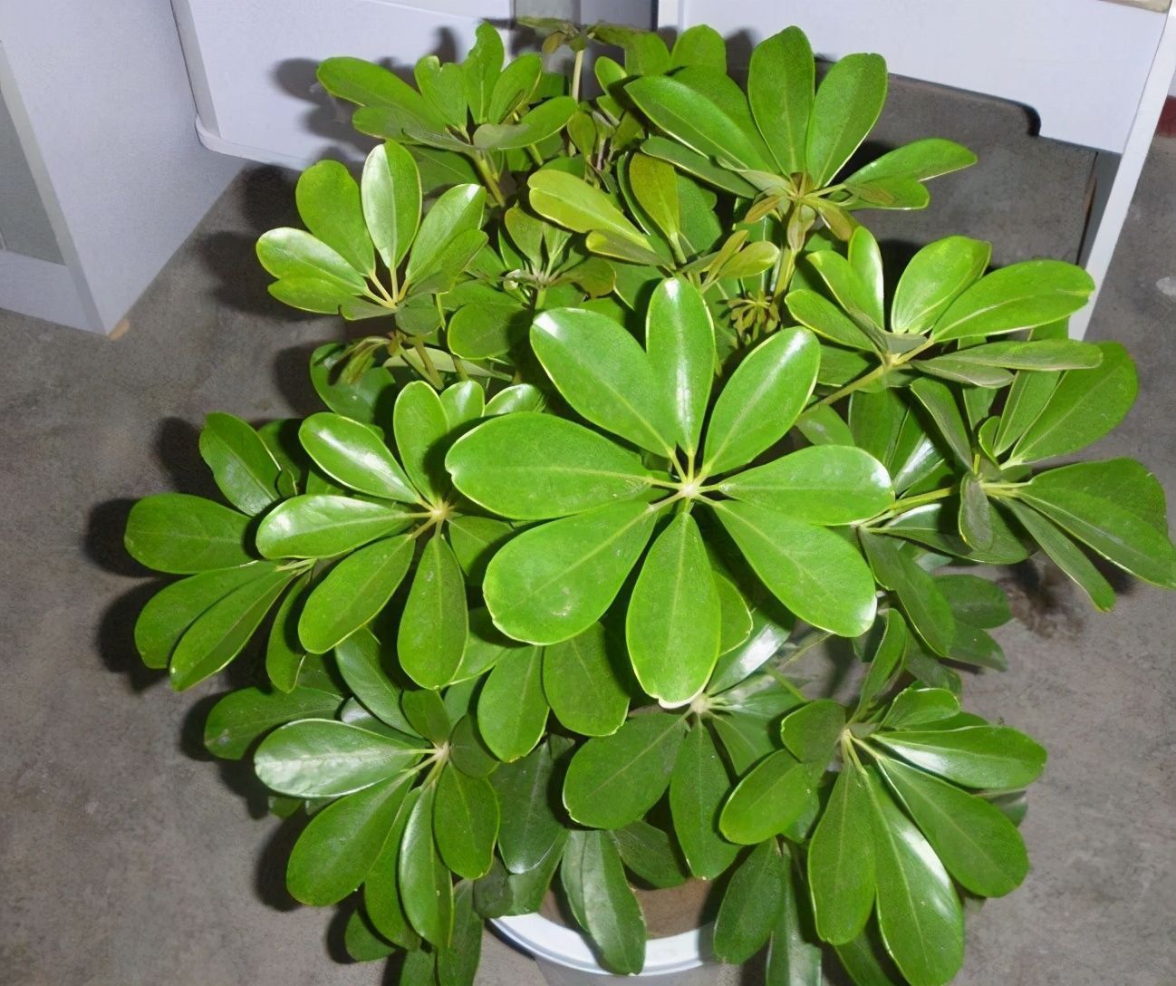 雾霾|能净化室内空气的盆栽,选此四种,秋冬不怕来雾霾