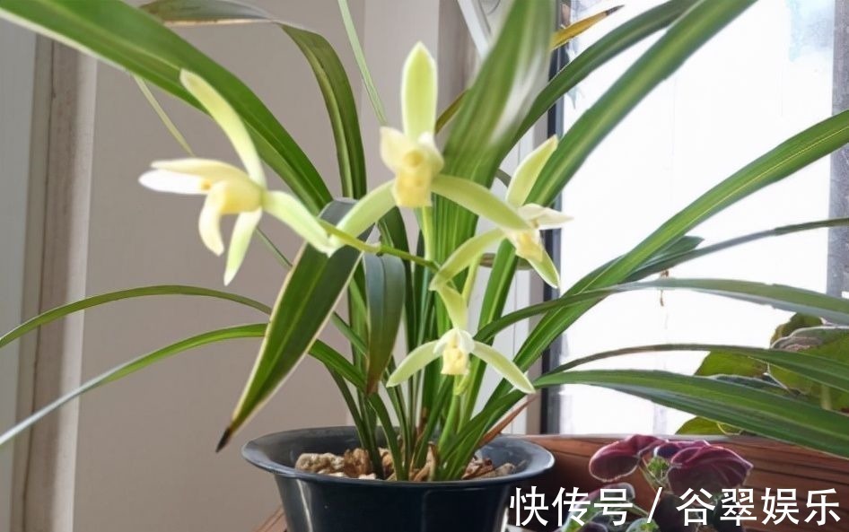 植料|给兰花换盆,注意5个“要点”,保证兰花根系壮,后期长势旺