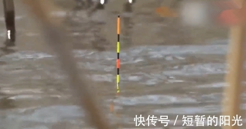 钓鱼|野外大河幸运钓获大鲫鱼,一般人很少遇到这么大的鲫鱼