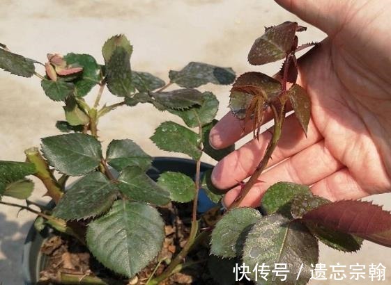 灌木|一米高的月季笋芽，现在该不该剪不同阶段处理方式大不同