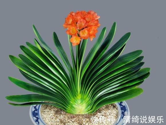 懒人|养君子兰加点料,叶片绿油油长得旺,懒人的福音!