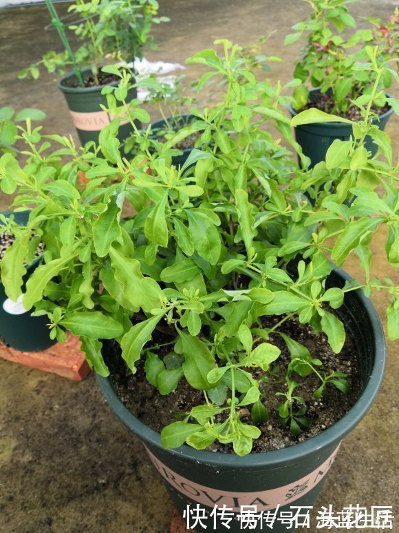 家里有5种花，12月之前要“动剪刀”，舍得剪、花量翻倍