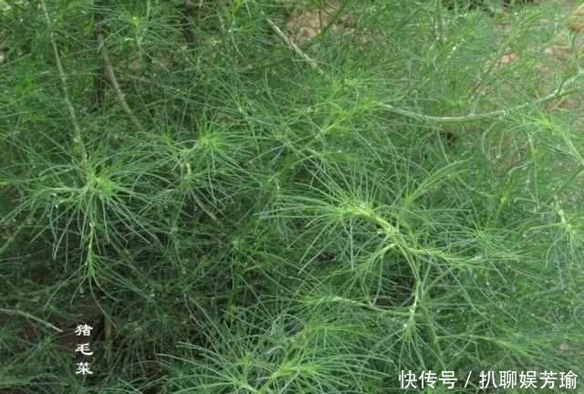 农村这些野菜,你吃的对么