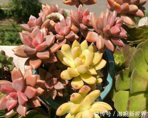 光照|多肉叶片“发软”怎么办浸盆晒太阳,轻松就解决!