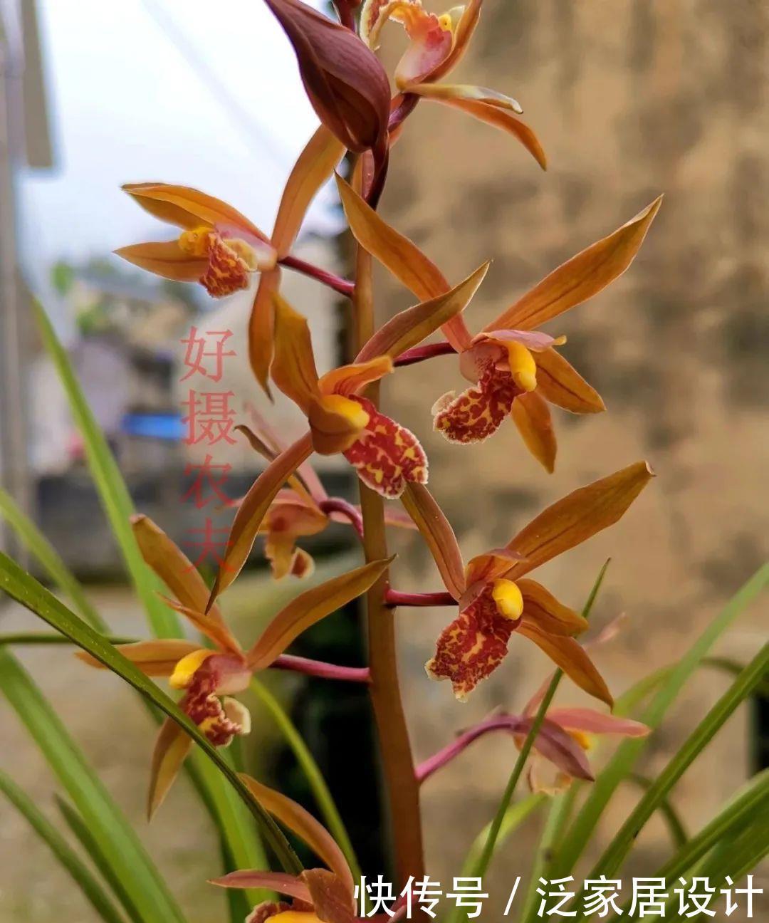 兰花快速生根有诀窍吗？兰友：照这4步操作，30天内就长新根