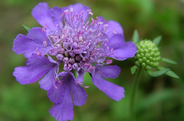 喜欢菊花，不如养盆紫盆花，花期超长一年四季均可开花