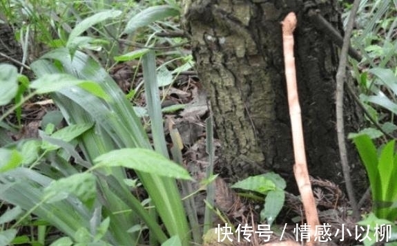 药材|它是何等的珍贵，您若遇到，请别再当杂草随意锄掉，块根800元一斤