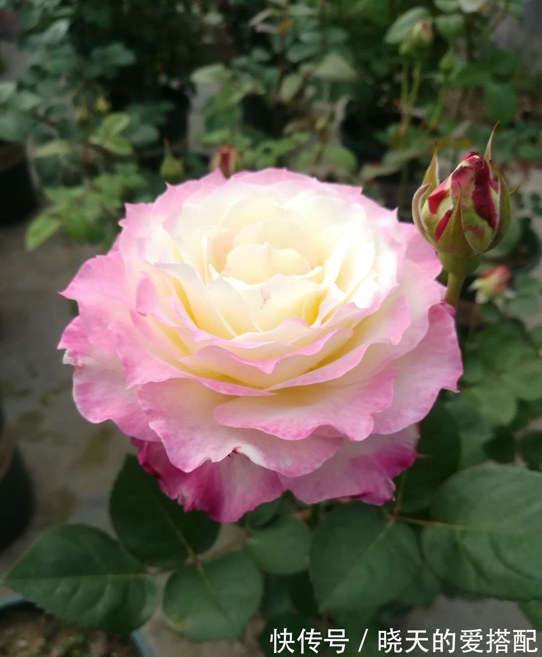 月季花|月季花界的“天使”,自带仙气,浓香四溢,丰花勤花,阳台也能种