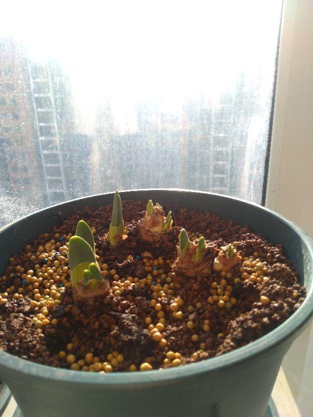 这花真能开,4个球开出28朵花,一颗就能开爆盆!