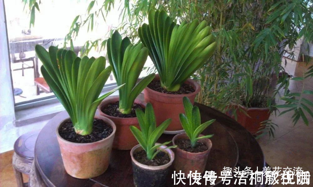 土面|为啥很多朋友在家里养不好君子兰,有可能一开始就买错了
