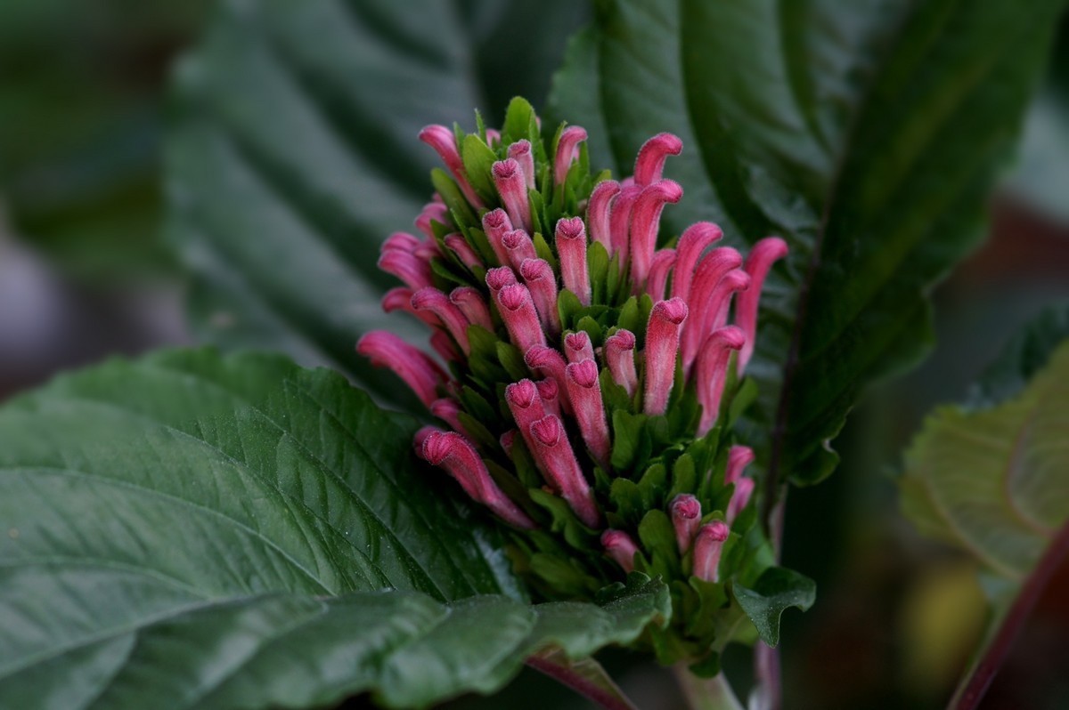 此花因花形似珊瑚而得名,适合送给心爱的女孩,达自己的爱慕之意