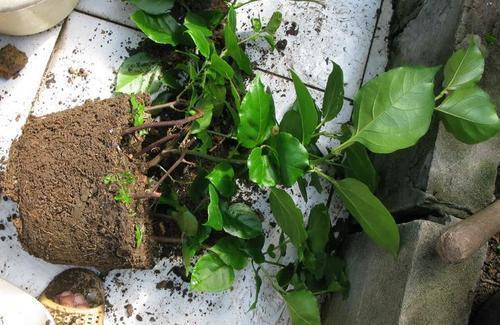 养三角梅做好这几点，根壮新叶开花多，夏天有花赏