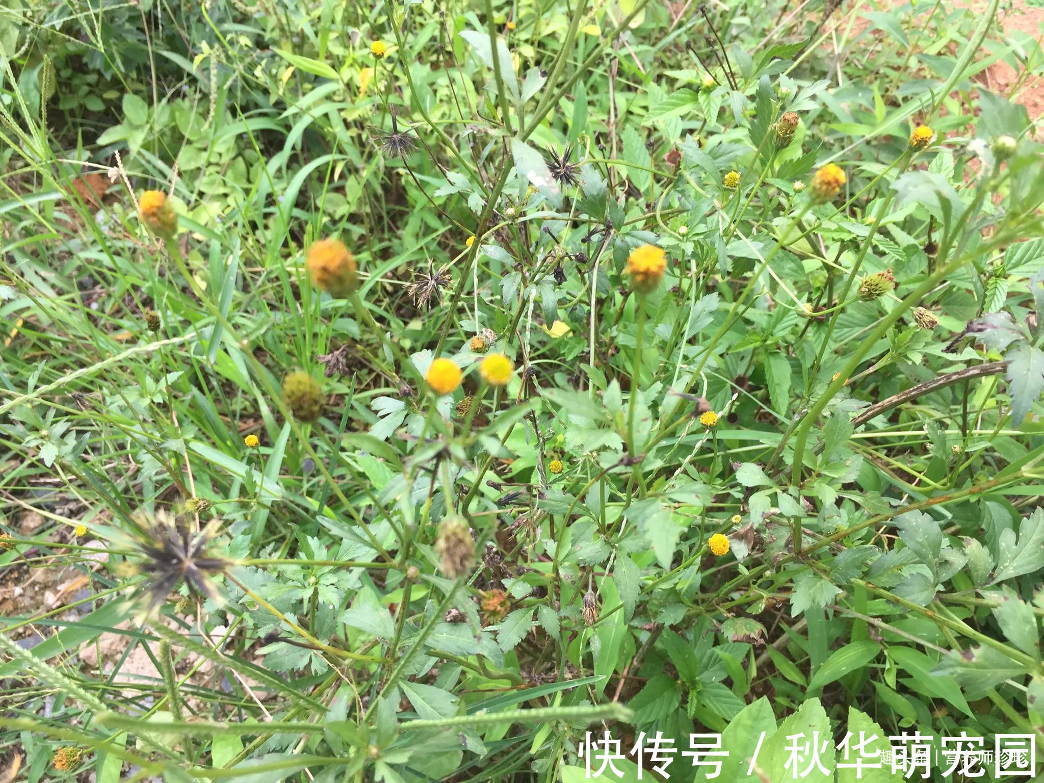 农民|路边常见的野草,在农民眼中是害草,在中医眼中却是治病的中药材