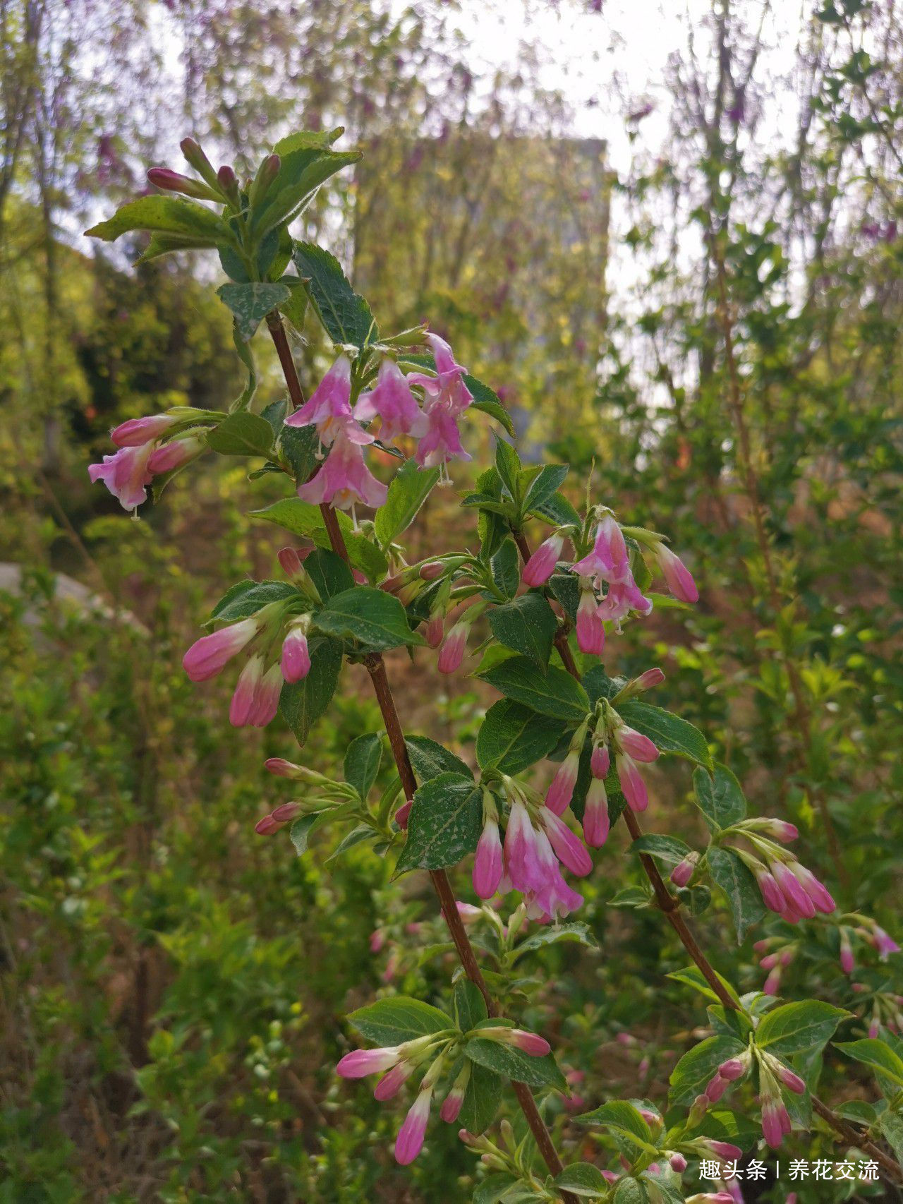 极其耐寒的锦带花,在东北和西北寒冷的地方能养很好,花开特旺盛