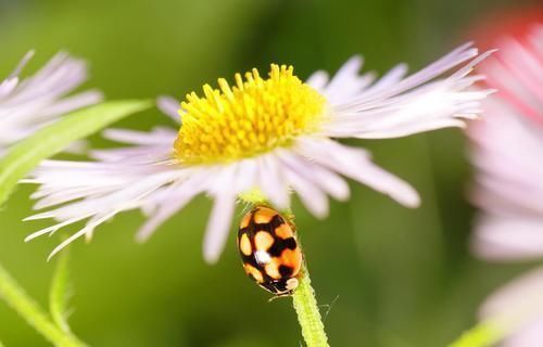 阳台|3种喜阴花,搁在北阳台,少晒太阳,少管它,枝繁叶茂开满花
