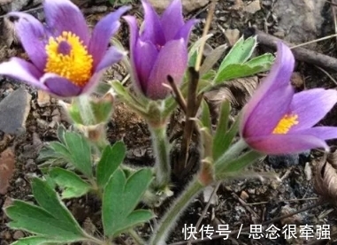 全身|它全身长白色绒毛，开智慧之花，见到要珍惜
