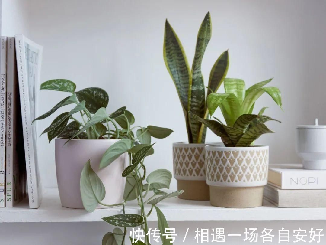 养花学会一招浇水方法,摆脱养花新手的称号,家里的花都变好养了