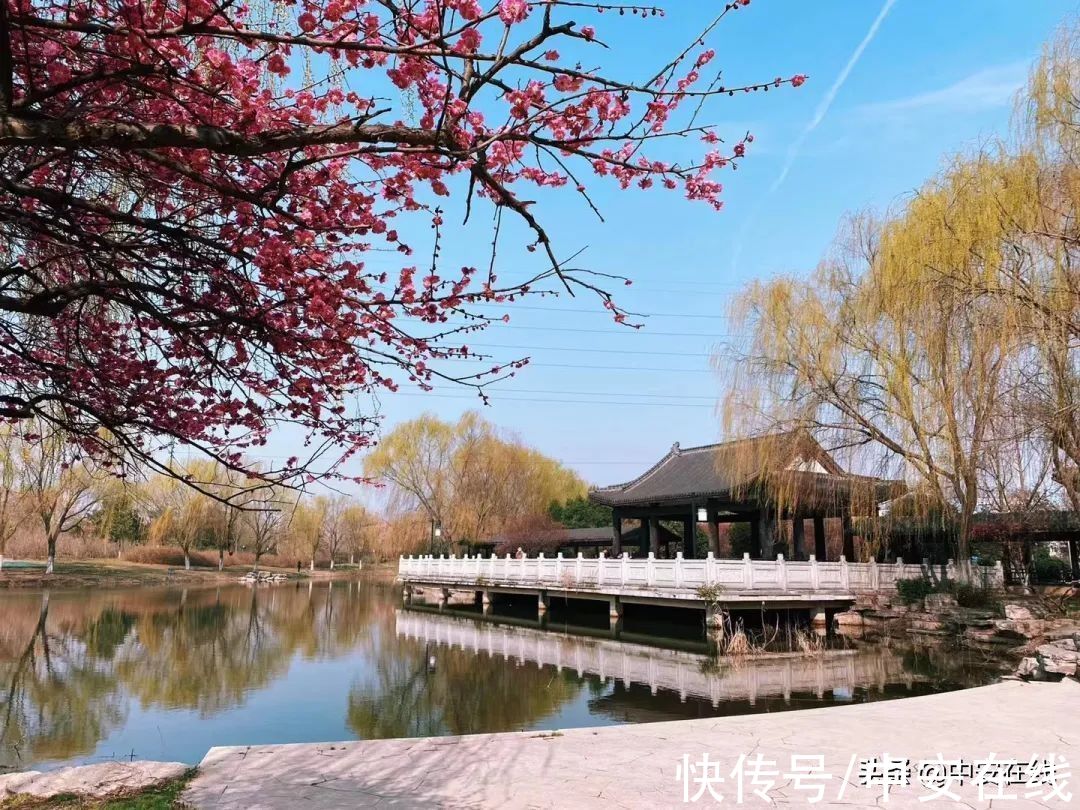 花瓣|超美！阜阳全年“赏花地图”出炉！建议收藏→
