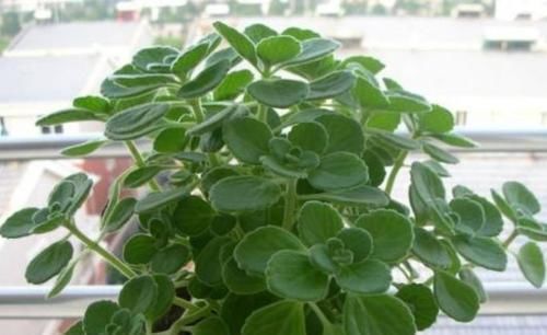 阳台|最受欢迎的4种花,不用费心管,就能旺盛生长,养盆放阳台美极了