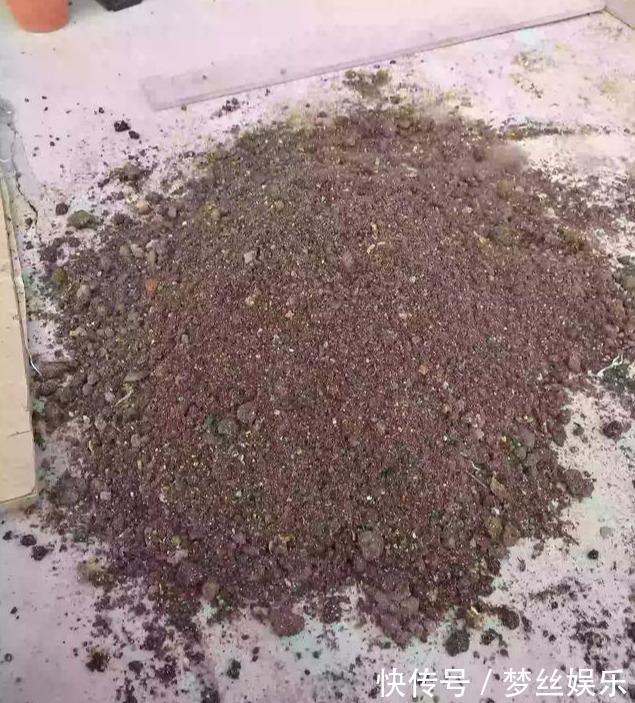 教你玉兰花小老桩的上盆“技巧”,栽种一棵,开花可绚丽了!