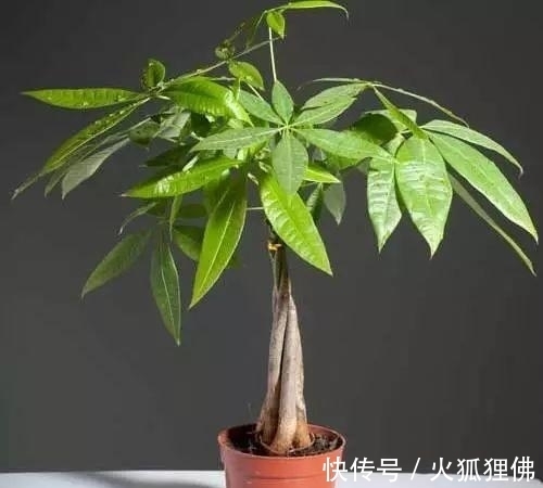 秋冬|秋冬发财树怎么养?知道这4点就够了,保证枝繁叶茂