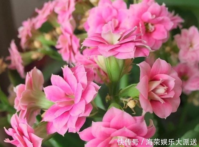 过年买花“有讲究”，4种花养家里“有福气”，新的一年发财！