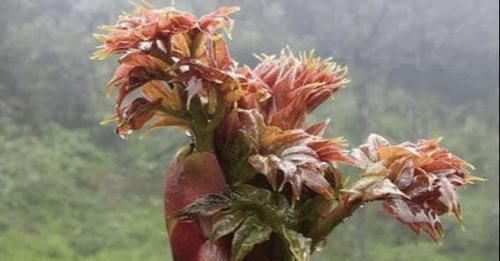 准确|中国农村最好吃的野菜,全吃过的人不多,你能准确叫出名字吗