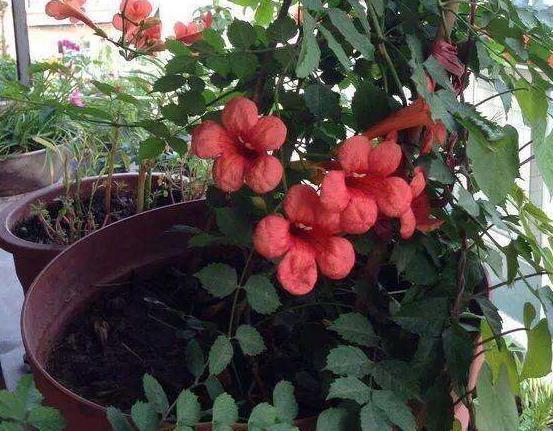 10月过半,养花就选这6样,随便2株就能将阳台、庭院变成花海