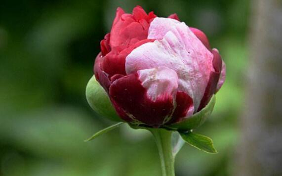 花型|想养花不妨选“它”不但颜色“奇特”还开花硕大,养上值了