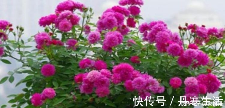 适合庭院养护的几款花卉,开花艳丽惹人爱,花园变花海