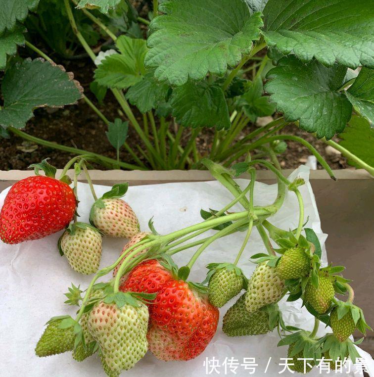 草莓|阳台如何种草莓,记住3点就好了,果多又甜,能结好几茬