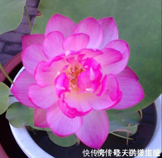 4种花不仅长得漂亮,名字也好听,层层交叠,烂漫迷人眼