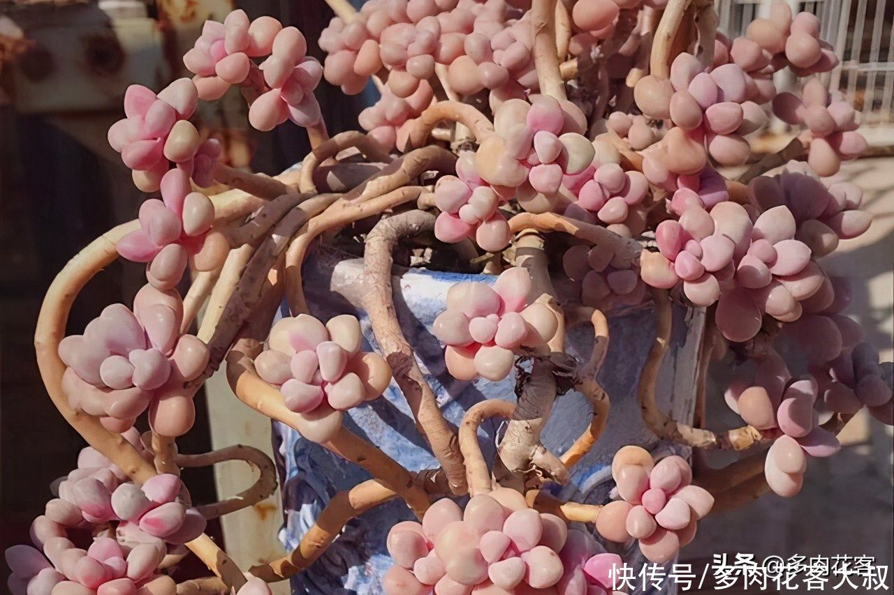 想把多肉养成老桩,那也要选对多肉,这几种才合适你