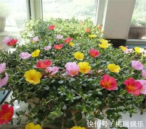 叶片|“塑料瓶”竟是养花神器,学会“4种”用法,一生受用、养花旺
