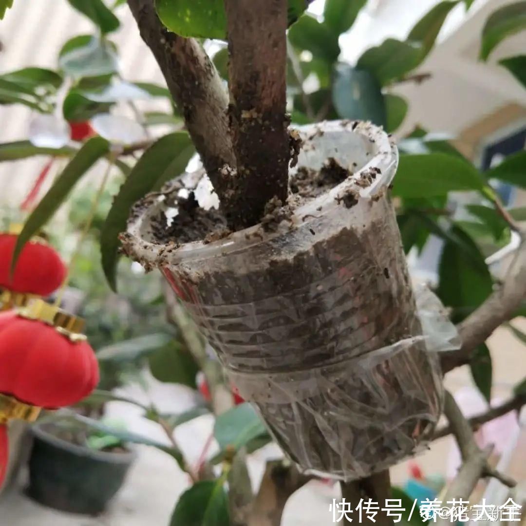 大粗杆子扦插，泥巴一裹就生根，秒变老桩大户