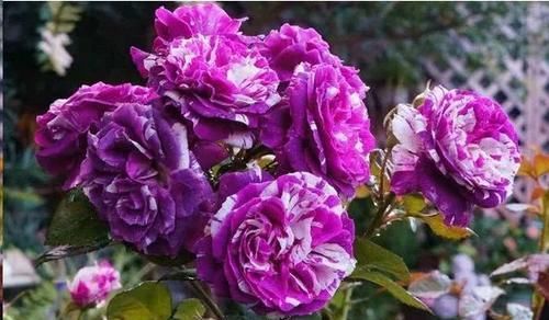 这花真好看，种一棵养2年长一片，一年能开200天，人人见了都夸美