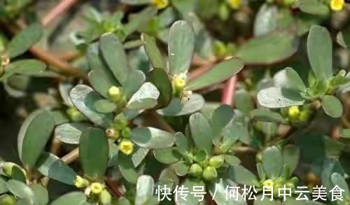 江南人|60种常见野菜，高清大图，收集全了真不容易！